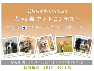 どちらが多く集まる 犬 Vs 猫 フォトコンテスト Photography Competitions 獎金獵人